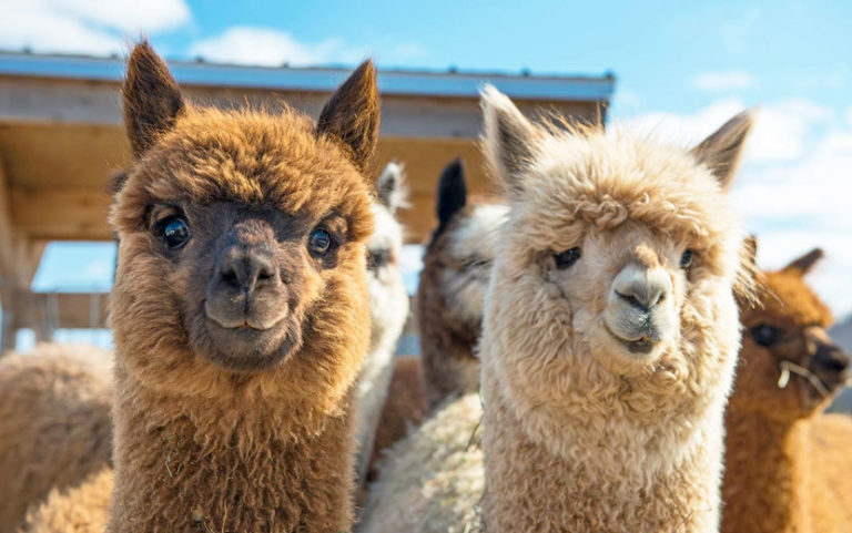 Las Alpacas en el Perú