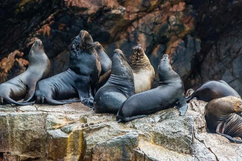 Penguins and Seals of Ballestas: An Up-Close Encounter