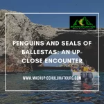 Penguins and Seals of Ballestas: An Up-Close Encounter