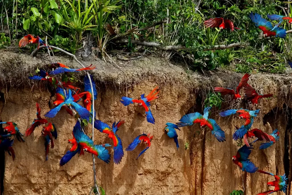 Tambopata Clay Lick and Sandoval Lake Tour 3D/2N