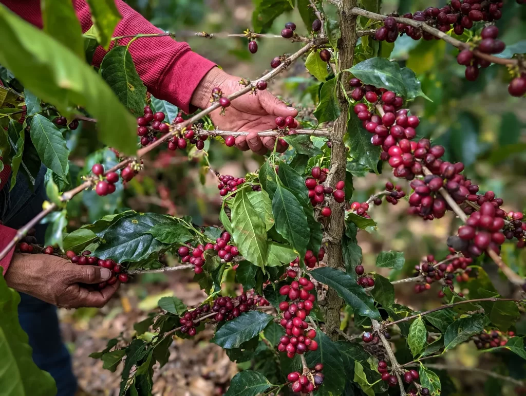 Tour Ruta del Café y el Chocolate en Cusco 2 días